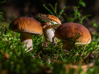 Avviso per la raccolta di funghi e tartufi