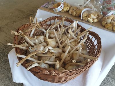 torritabio23