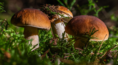 funghi